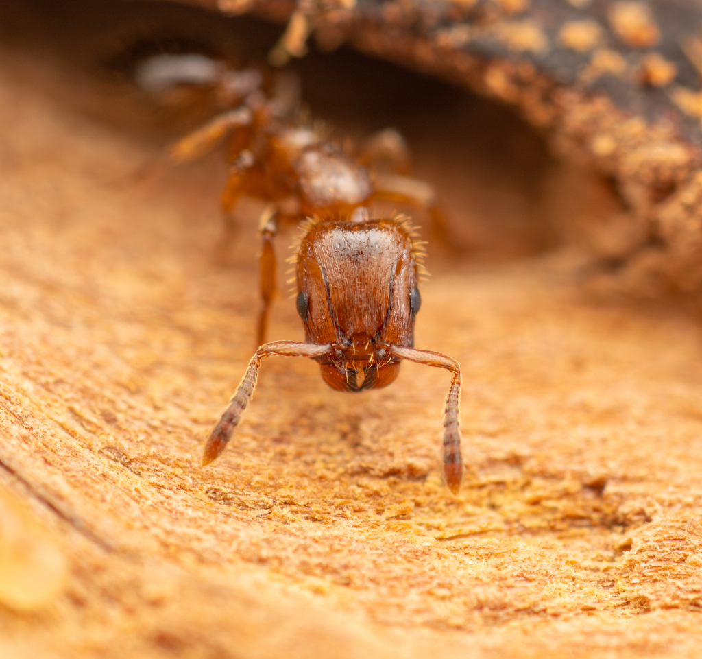 Slave-making ant