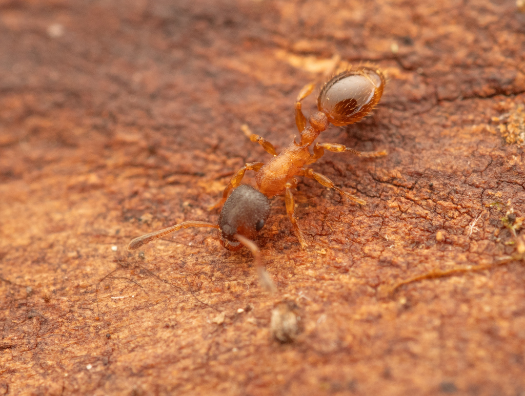 Thin Ants