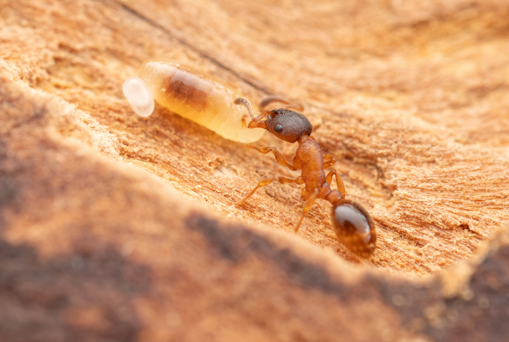 Leptothorax muscorum