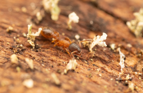 Leptothorax muscorum photo 3