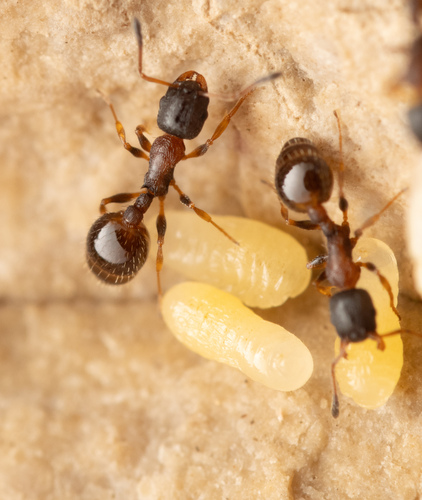Temnothorax nigriceps