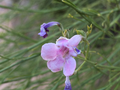 Penstemon ambiguus