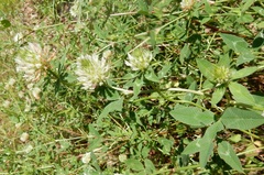 Trifolium vesiculosum