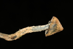 Psilocybe zapotecorum