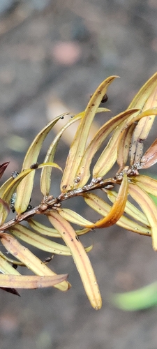 Image of Taxus wallichiana by (c) Thomas Gyselinck, some rights reserved (CC BY)