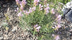 Penstemon lyallii