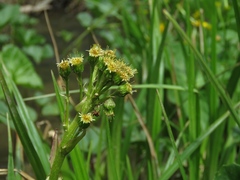 Petasites radiatus