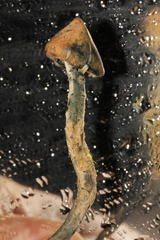 Psilocybe zapotecorum
