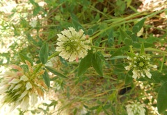 Trifolium vesiculosum