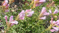 Penstemon lyallii