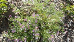 Astragalus vexilliflexus