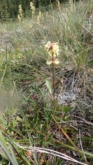 Penstemon confertus