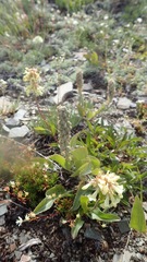 Veronica wyomingensis