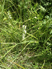 Platanthera dilatata leucostachys