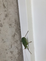 Paracyrtophyllus robustus