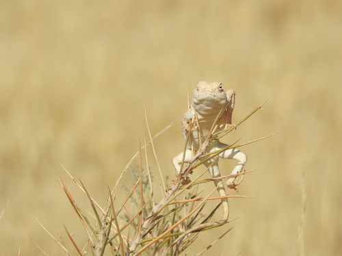Northern Arabian Plain Agama, Trapelus agnetae