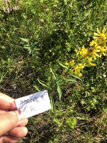 European goldenrod