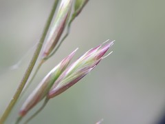 Festuca campestris