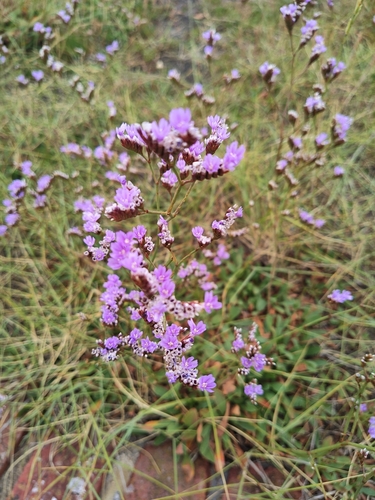 Tall Sea-lavender (Limonium procerum)