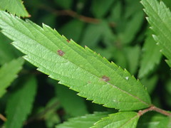 Blumeriella filipendulae