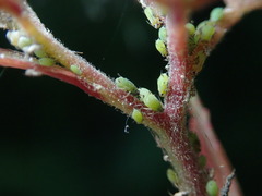 Aphis spiraecola