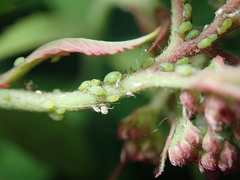 Aphis spiraecola