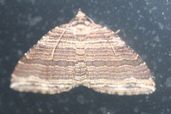 Anticlea multiferata