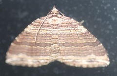 Anticlea multiferata