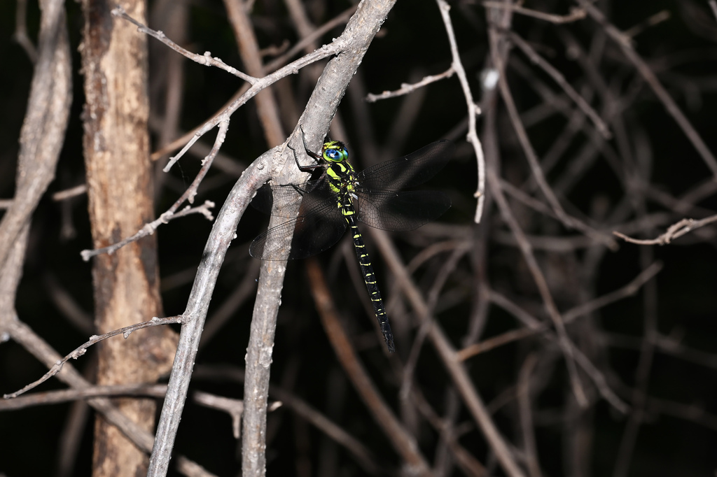 Cephalaeschna patrorum