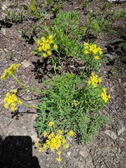 Lomatium brandegeei