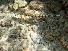 Parapercis millepunctata