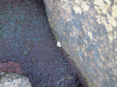 Siphonaria funiculata