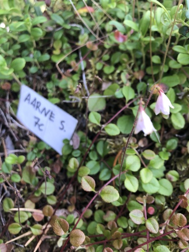 Twinflower