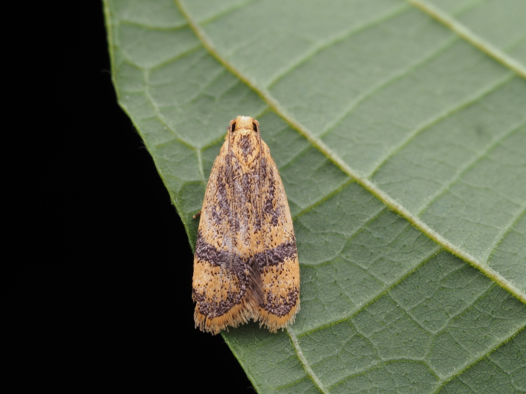 Periacma vietnamica