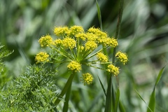 Lomatium triternatum