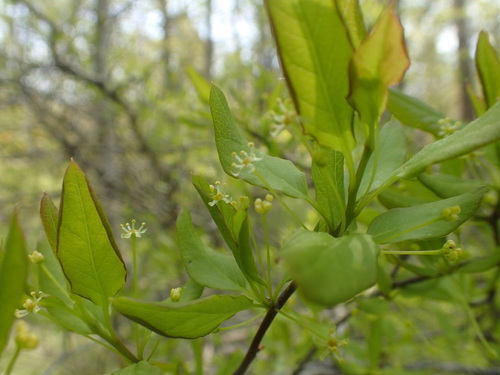 Catberry (Ilex mucronata)