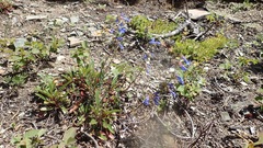 Penstemon albertinus