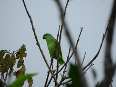 Graydidascalus brachyurus