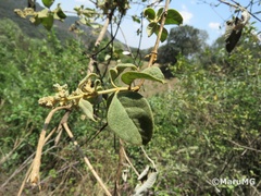 Buddleja parviflora