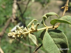 Buddleja parviflora