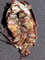 Polyphylla decemlineata