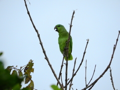 Graydidascalus brachyurus