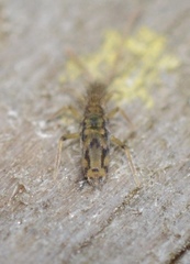 Entomobrya katzi