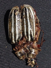 Polyphylla decemlineata