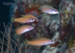 Yellowfin Wrasse photo 1