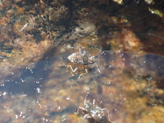 Microvelia americana