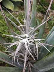 Tillandsia albida