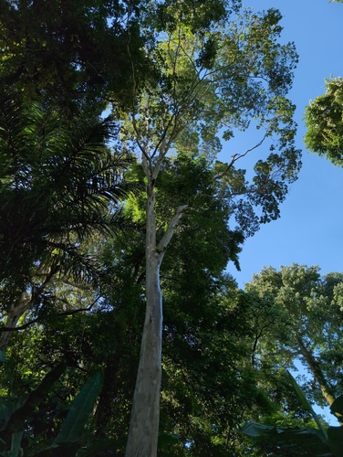 Image of Terminalia oblonga by (c) Noland Martin, some rights reserved (CC BY)