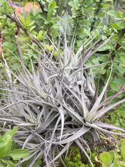 Tillandsia albida