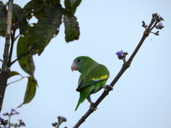 Brotogeris versicolurus